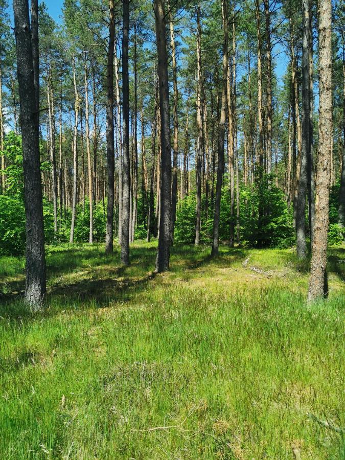 Vila Kaszuby W Ostoja Bukowo - U Malgoski Domek 6 Z Widokiem Na Las I Internetem Borowy Mlyn Exteriér fotografie